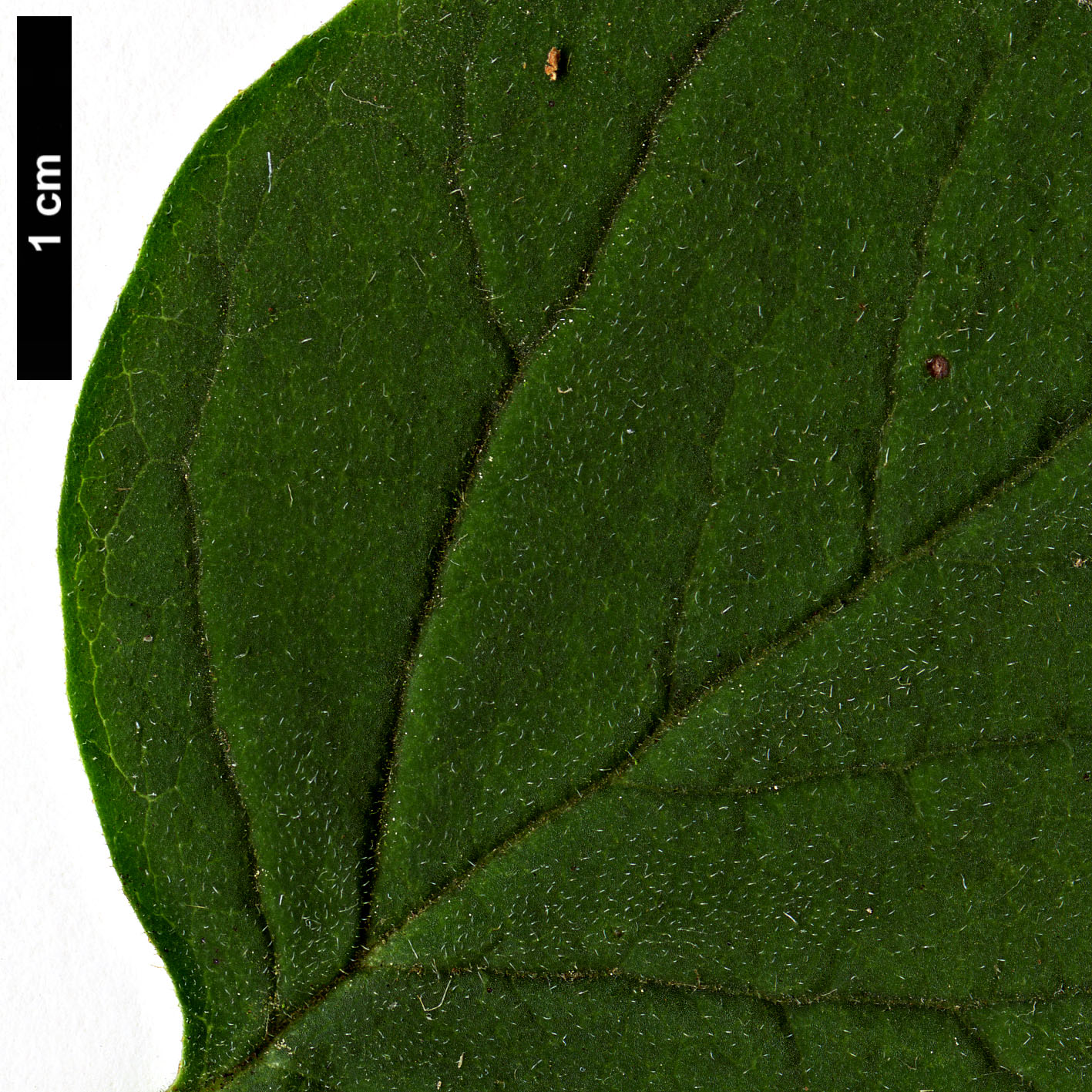 High resolution image: Family: Oleaceae - Genus: Syringa - Taxon: pubescens - SpeciesSub: subsp. microphylla 'Superba'